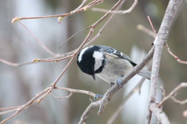 Mésange noire (Periparus ater) © Pierre Noël